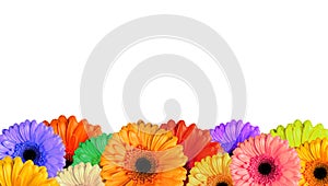 Many multicoloured  bloomed flowers gerbera