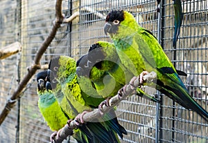 Many Nanday parakeets sitting close together on a branch in the aviary, Colorful and tropical small parrots from America