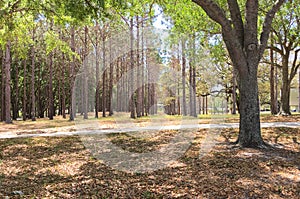 Many natural tree stems photo