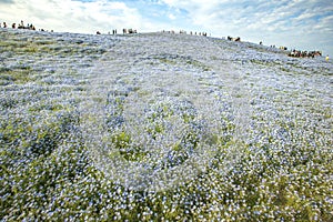 Many nemophila flowers white cloudy sky in ibaraki japan