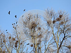 Crow birds and nests in tree, Lithuania