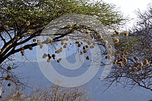 Many nests of the red-billed quelea Quelea quelea