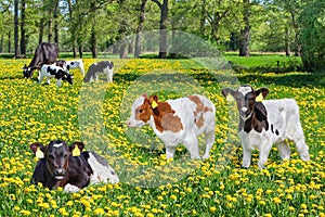 Many newborn calves with cow in blooming dutch meadow