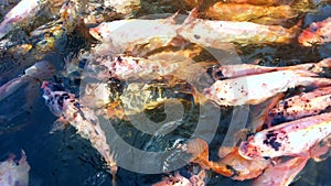 Many Nile red Tilapia fish swimming in pond, fish farm, 4k ultra HD.