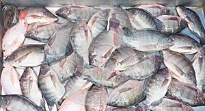 Many Nile tilapia fresh fish or Oreochromis niloticus on sale in stainless steel pickup full frame