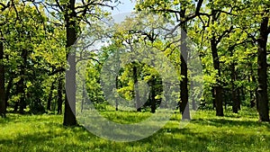 Many oak trees with bright fresh leaves grow in a clearing in the forest