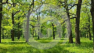 Many oak trees with bright fresh leaves grow in a clearing in the forest