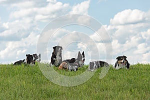 A pack of obedient dogs - Border Collies and other in all ages from the young dog to the senior