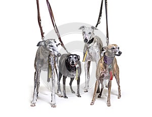 Many old Galgo espanol dog standing an wearing a collar