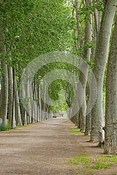 Many old tall Platanus tree in a row on a Devesa park in Girona, Catalonia photo