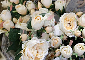 Many old white roses