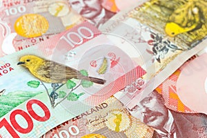 Many of one hundred New Zealand dallar banknotes as money background.