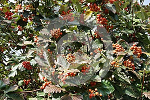 Many orange berries in the leafage of Sorbus aria