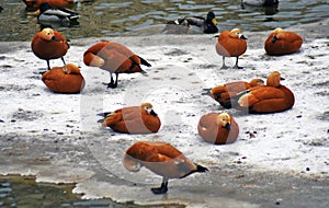 Many orange ducks on water