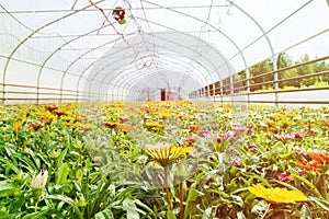 Many orange flowers in the greenhouse. The production and cultivation of flowers. Huge plantation of Gazania