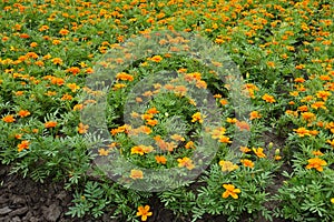 Many orange flowers of Tagetes patula in June