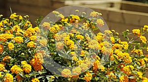Many orange lantana camara flowers