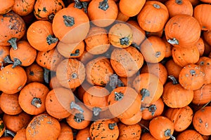 Orange little Halloween 'Baby Bear' carving pumpkins