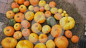 Many orange pumpkins of different sizes lie on the hay