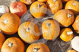 Many Orange Pumpkins and Hay in Rustic Fall Settin