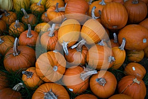 Many orange Pumpkins stacked different sizes