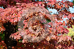 Many orange and red leaves of maple tree colored during the cold autumn days in a botanical garden, beautiful outdoor background