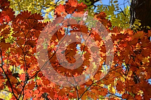 Many orange and red leaves of maple tree colored during the cold autumn days in a botanical garden, beautiful outdoor background