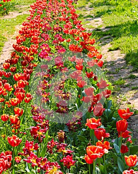 many orange red tulips in the flower bed of the garden in spring