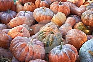 Many orange round pumpkins lie on the ground.