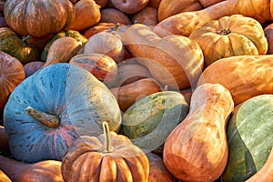 Many orange round pumpkins lie on the ground.