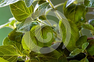 Many oregano leaves - macro shot