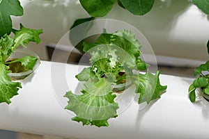 Many Organic Fresh Green Hydroponics vegetables or Soilless Culture at Hydroponics vegetables cultivation farm