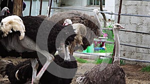 Many Ostriches walk on the Corral