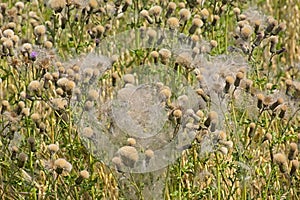 Many overblown thistle flowers - Silybum marianum