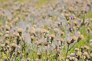 Many overblown thistle flowers - Silybum marianum