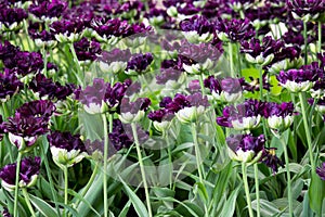 Many overblown violet multi-petalled tulips are grows on a flower bed. Gatchina Park, flower hill