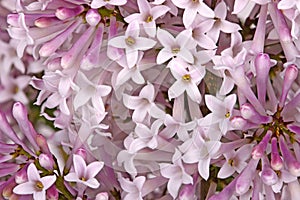 Flowers of a dwarf lilac cultivar fill the frame