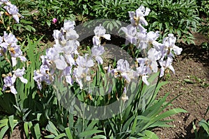 Many pale violet flowers of irises