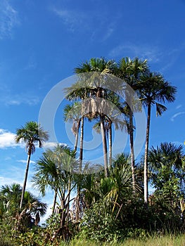 Many palm trees