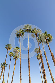 Many Palm Trees against a Blue Sky