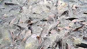 Many pangasius in the farm