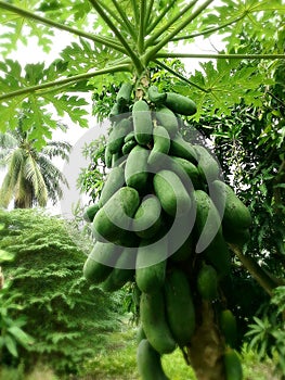 Many papayas