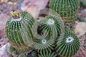 Many pardoria schumanniana cactus with stones