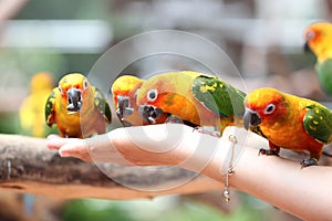 Many of parrot is eating foods.