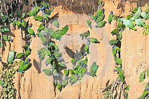 Many parrots eating clay, Peru