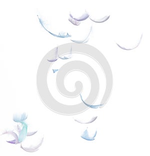 Many Pastel Feather fly fall in Air over white background isolated. Puffy Fluffy soft feathers as purity smooth like dream
