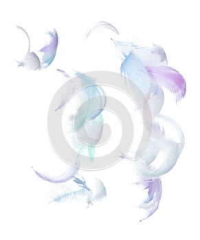 Many Pastel Feather fly fall in Air over white background isolated. Puffy Fluffy soft feathers as purity smooth like dream
