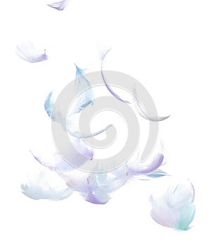 Many Pastel Feather fly fall in Air over white background isolated. Puffy Fluffy soft feathers as purity smooth like dream