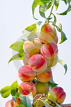 Many Peaches on a branch