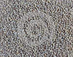 Many pearl barley as a background, top view